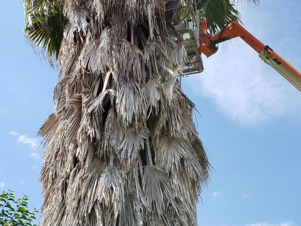 Best Tree Trimming Service