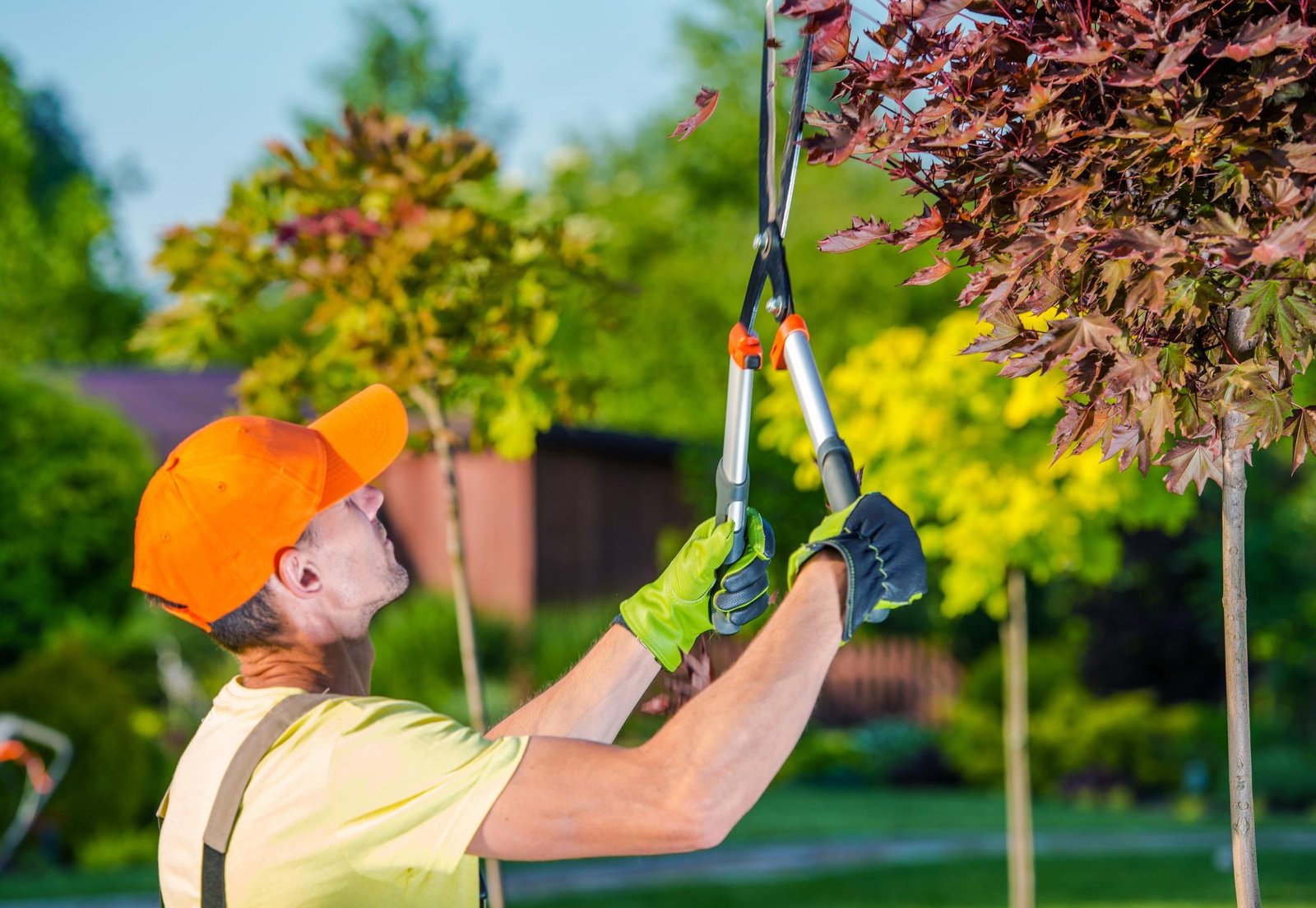 Best Tree Trimming Services in Folsom - Skilled & Safe
