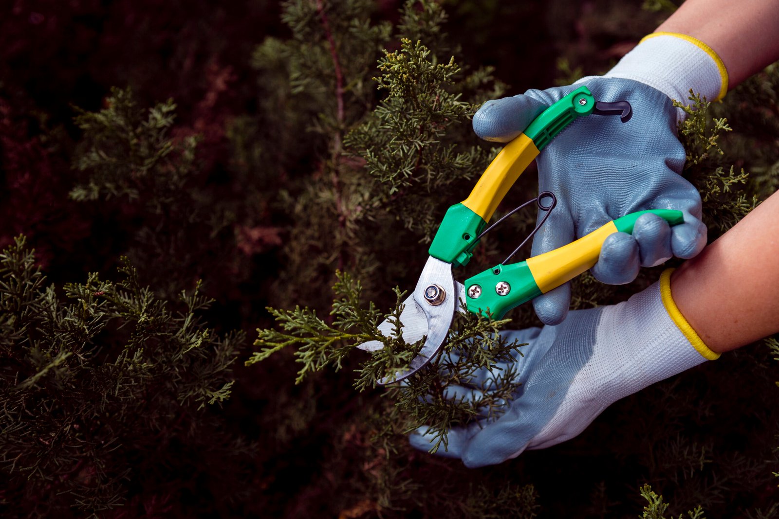 Expert Tree Pruning and Maintenance in Folsom CA