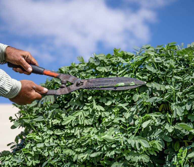 Tree Trimming Services in Roseville