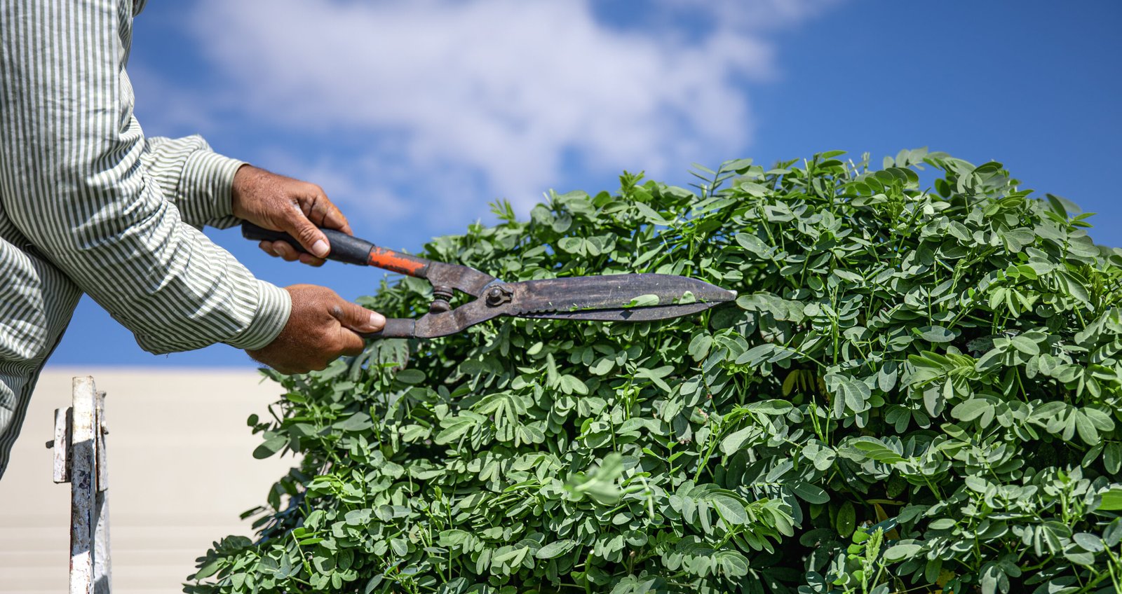 Tree Trimming Services in Roseville