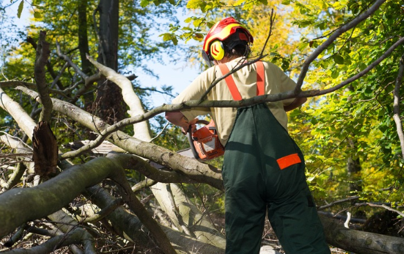 Expert Tree Trimming in Roseville