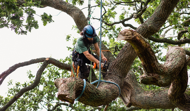 Professional Tree Trimming Services in Sacramento | Expert Tree Care