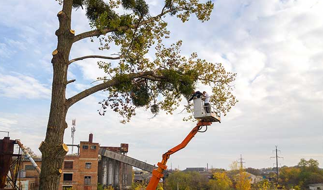 Affordable Tree Cutting Near Me in Rocklin