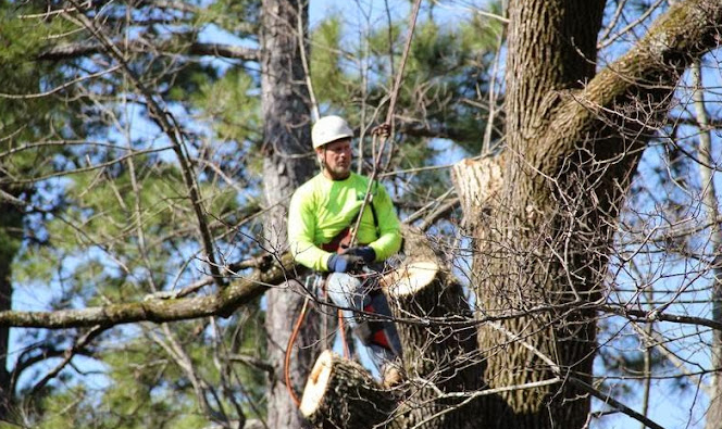 Expert Tree Pruning and Maintenance in Folsom