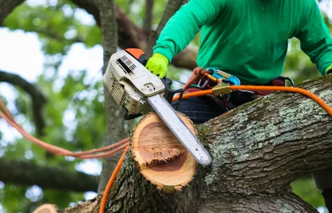 Tree Trimming Services in Granite Bay – Who Offers Fast Help?