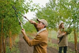 Expert Tree Trimming Services in Folsom